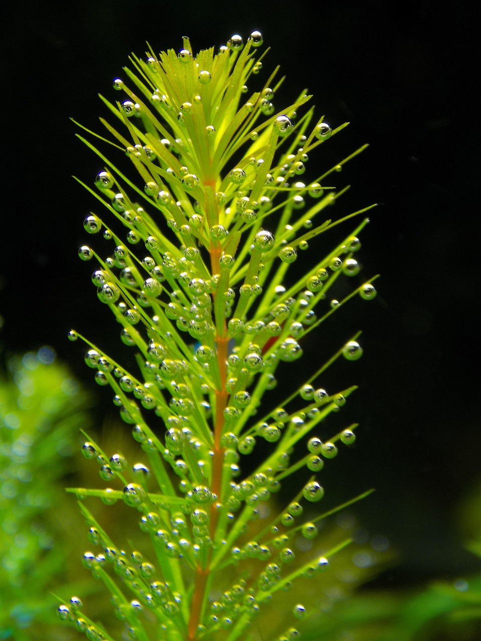 découvrez les plantes purificatrices d'air idéales pour améliorer la qualité de l'air intérieur et apporter une touche de verdure à votre maison.