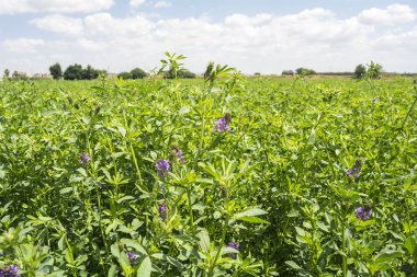 La luzerne la reine du fourrage pour l'apport protéique naturel